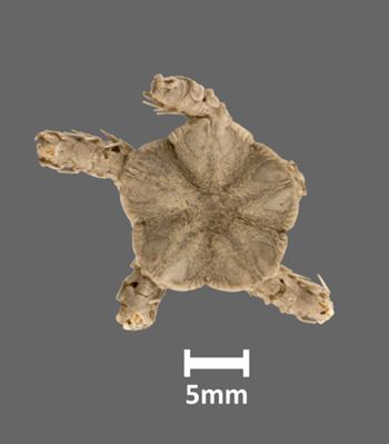 Media type: image;   Invertebrate Zoology OPH-1649 Aspect: dorsal